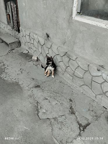 собаки вязка: Собака даром: Дворняжка, 3 месяца, Самка, С прививкой — 4