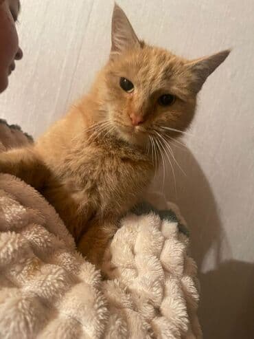 британская кошка купить: 4 месяца, Мальчик, Метис, Приучена к лотку, Проглистована — 3