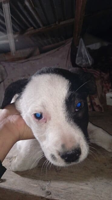 ам стафф: Бишкек: Щенки французского бульдога смеси 🐶 Замечательные щенята ищут — 2