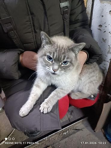 мопс собака: Кошка с яркими голубыми глазами и светло-серебристым окрасом с — 1