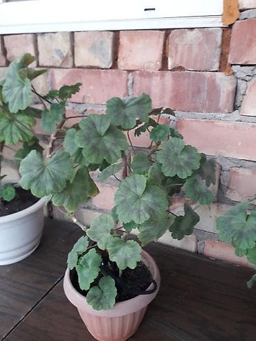 лампы для выращивания растений: Комнатное растение — пеларгония (герань) в горшке. Описание: - — 7