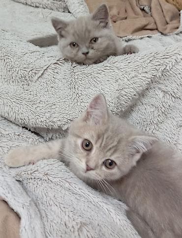 сеамская кошка: Продаём котят (девочки). Стоячие ушки (скотиш страйк) Шотландская — 8