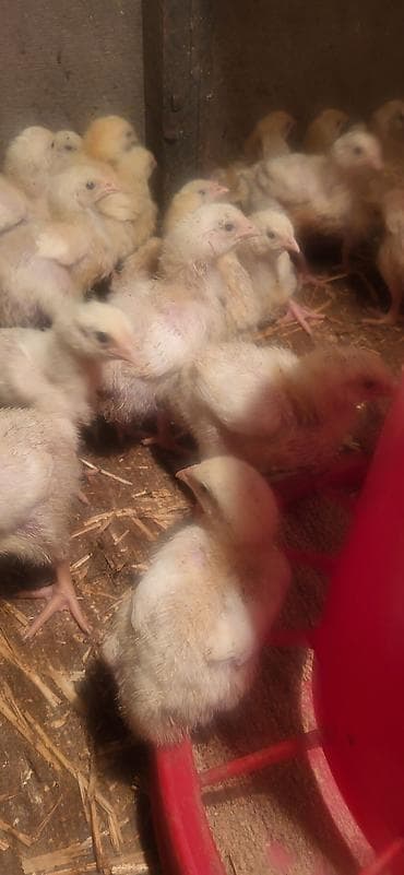 цесарки купить: Продаю | Цыплята | Бройлерная | На забой — 1