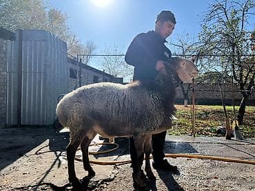 Продаю | Баран (самец) | Арашан | Для разведения | Племенные at lalafo.kg Продаю | Баран (самец) | Арашан | Для разведения | Племенные