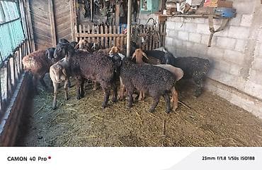 Үй жаныбарлары: Сатам | Кочкор (эркек) | Аргын | Көбөйтүү үчүн — 7