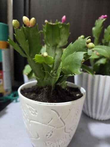 стеллаж для фруктов: Комнатное растение в кашпо - Вид: декоративный куст с одеревеневшим — 6