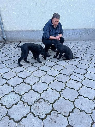 рабочий лайка: Тайган, 4 месяца, Самка, С прививкой — 8