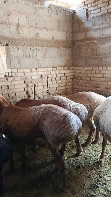 в связи с переездом отдам попугая жако в добрые руки: Продаю | Овца (самка) | Для разведения — 8