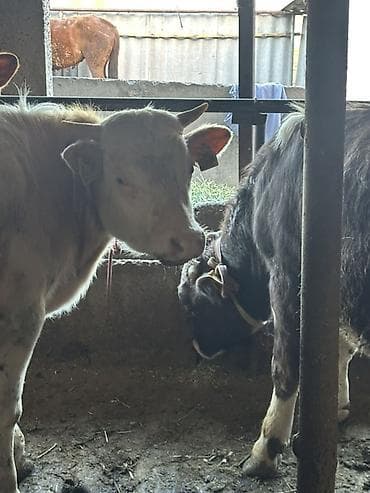 сова живая: Продаю | Бык (самец) | Полукровка | На откорм | Привязанные — 2