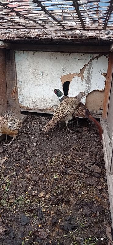 Сетка рабица, Длина: 13 м