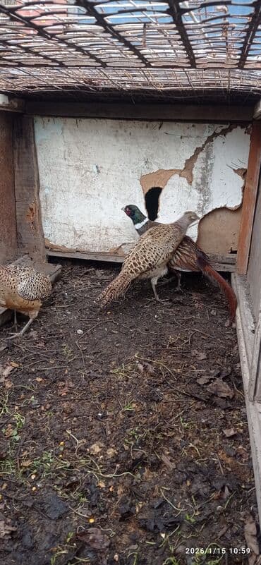 клевер белый: Продаю | Корова (самка) | Голштин | Для молока | Привязанные — 8