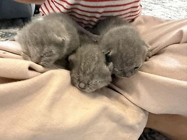 котята рэгдолл: Шотландские котята, окрас голубой (серый). На фото — помет из трёх — 3