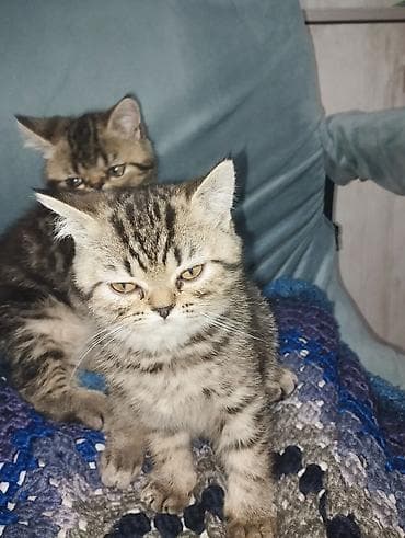 абиссинские котята: Экзотическая, 3 месяца, Девочка, Приучена к лотку — 5