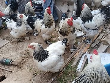 комбикорм для кур: Продаю | Куры | Брама | Для разведения — 1