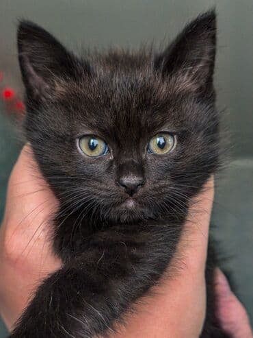 кошка цена: 🎄 Новогодний котенок в добрые руки, отдам даром🏠 Под Новый год — 4