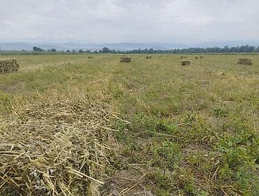 узи для животных бишкек: Продаю первый укос Маевка с поля — 1