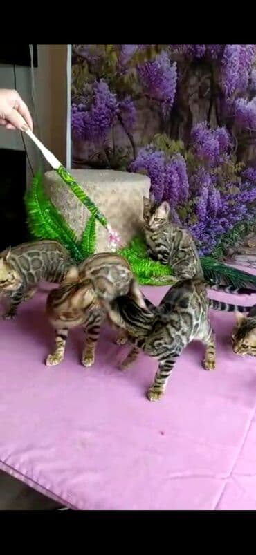 новорожденные котята: Бенгальские котята Проф.Питомник Бен Гла Мур предлагает.чудесных — 10