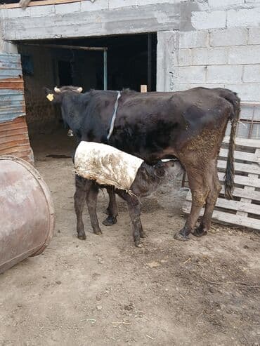 шарик для хомяка: Продаю | Корова (самка) | Для разведения | Привязанные — 5