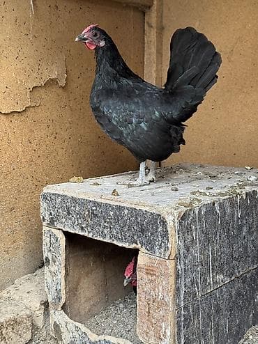 куры петухи: Продаю семейку карликов петух и кур — 4