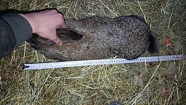 хорек купить бишкек: На продаже КРОЛИКИ всех пород и возрастом розница и оптом по самым — 2