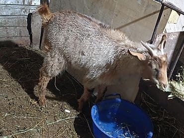 клетка для перепела: Продаю | Коза (самка) — 6