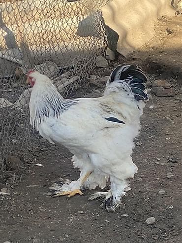 баран живой: Продаю | Петух | Брама | Для разведения — 3