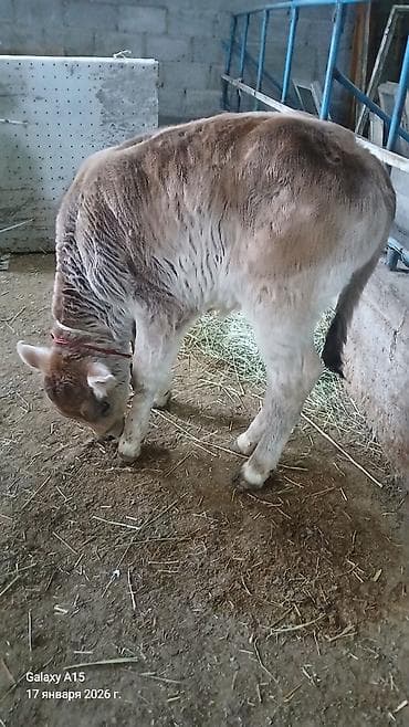 Другие животные: Продаю | Музоо, торпок | На откорм | Привязанные — 2