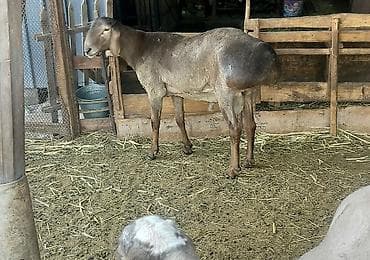 Продаю | Баран (самец) | Арашан | Для разведения | Осеменитель