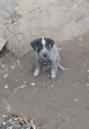 Ит кууту: Курцхаар — 1