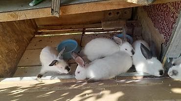 с мыкан: Продаю | Крольчата | Калифорнийская | Для разведения — 5