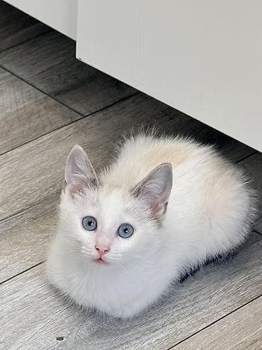 Животные: Котёнок 1.5 месяца, мальчик, с голубыми глазами. Мы зовем его — 1