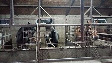 кой порода: Продаю | Кобыла (самка), Конь (самец), Жеребец — 4