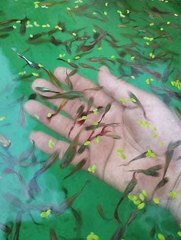 Продаю живородящих аквариумных рыбок,ГУППИ" . Эта не прихотливая — 2