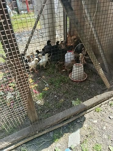 сетка для несушки: Клетка для цепят размер высота 1-метр, ширина 1-метр,, длина 1,6- — 7