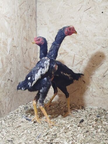 ундук сатам: Дакан жожо короздор сатылат 3 штук бар алмашу жолдору бар адрес Заря — 6