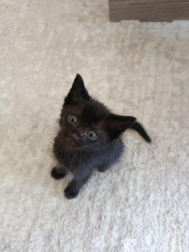 черный кот: Котята, домашние малыши - Окрас: классический тигровый (табби) с — 2