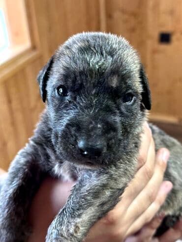 бульдоги: Щенки Канарского Дога (Presa Canario) С документами, прививками 8 — 43