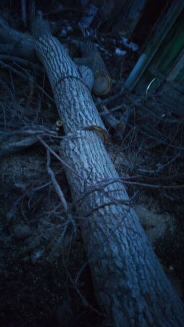 леса аренда кок жар: Бак кыябыз бардык турлорун абреска кылабыз отун кылып даярдайбыз? — 2