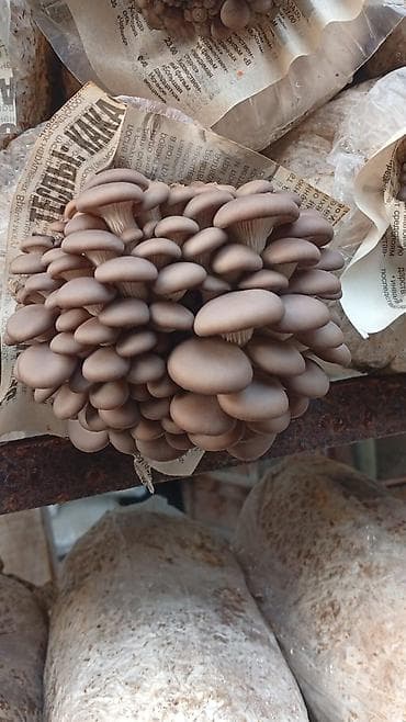 нужно: 🍄 Грибные блоки вешенки под заказ 🍄 Качественные хорошо заросшие — 1