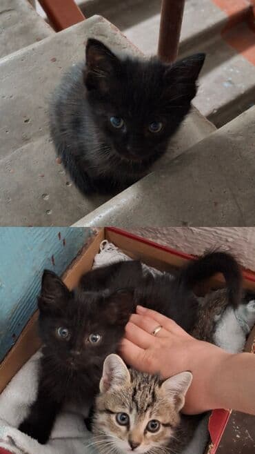 доброй: Бомбей, 1 айлык, Эркек, Кара — 3