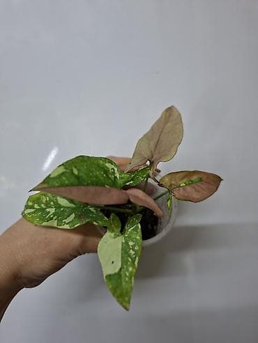 бегония цена: В продаже: Сингониум Золотая венеция 200 сом Сингониум Ангустатум 200 — 3