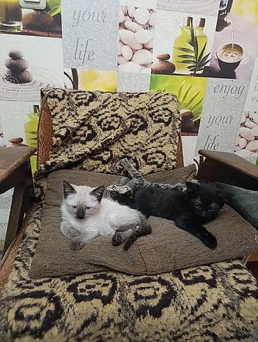 chow chow: Котята домашние, помёт из трёх малышей: - Светлый (поинтовый окрас — 2