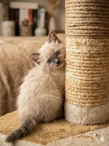 сиамские коты цена: Продаю котята сиамские мальчик и девочка 5 недель .только начинают — 2