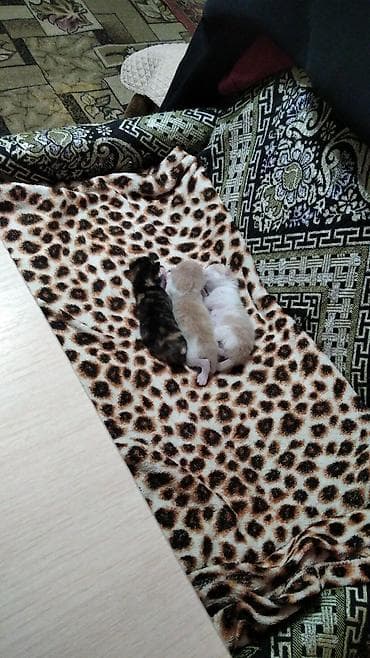 голубая шотландская кошка: Котята домашние, разноцветные окрасы: - рыжий с белымш - черно-белый - — 7