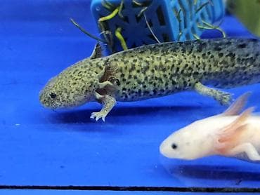 купить аксолотль: Аксолотли. (лунтики). Д омашние аквариумные питомцы. температура — 1