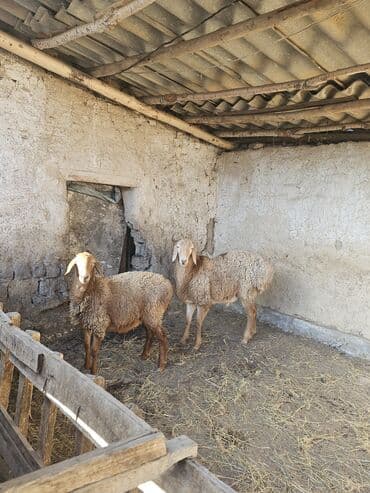 дорпер кой: Продаю | Овца (самка) | Для разведения — 2