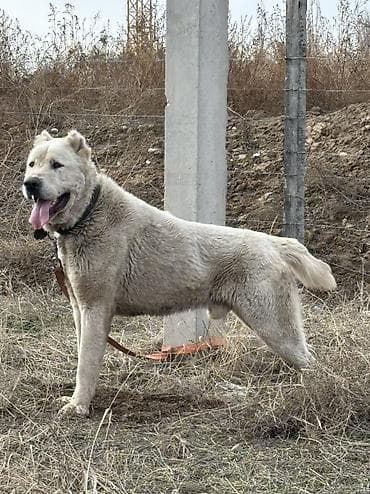 собака колли: Алабай, 3 года, Самец, С прививкой — 5