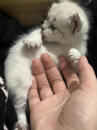 бенгальская кошка домашняя: Котята окраса колор-пойнт/силвер-пойнт с голубыми глазами Описание: - — 4