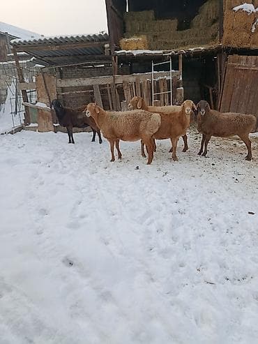 кой кыркам: Продаю | Овца (самка) | Арашан | Для разведения | Матка — 1