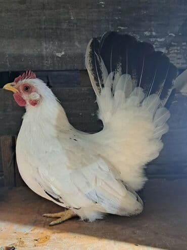 Ковролин: Продаю | Куры, Петух — 7